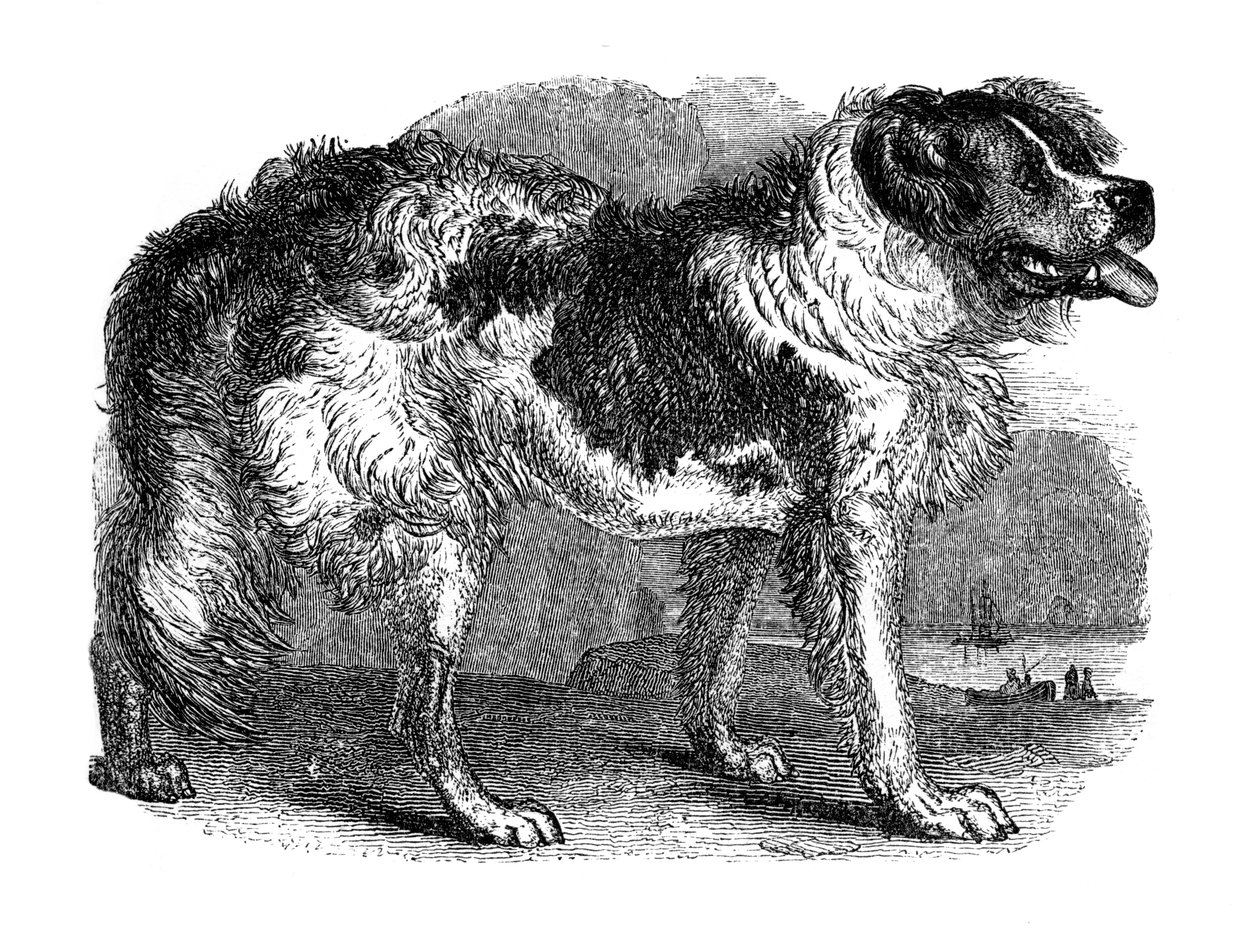 Neufundländer Hund, 1848 von Unbekannt