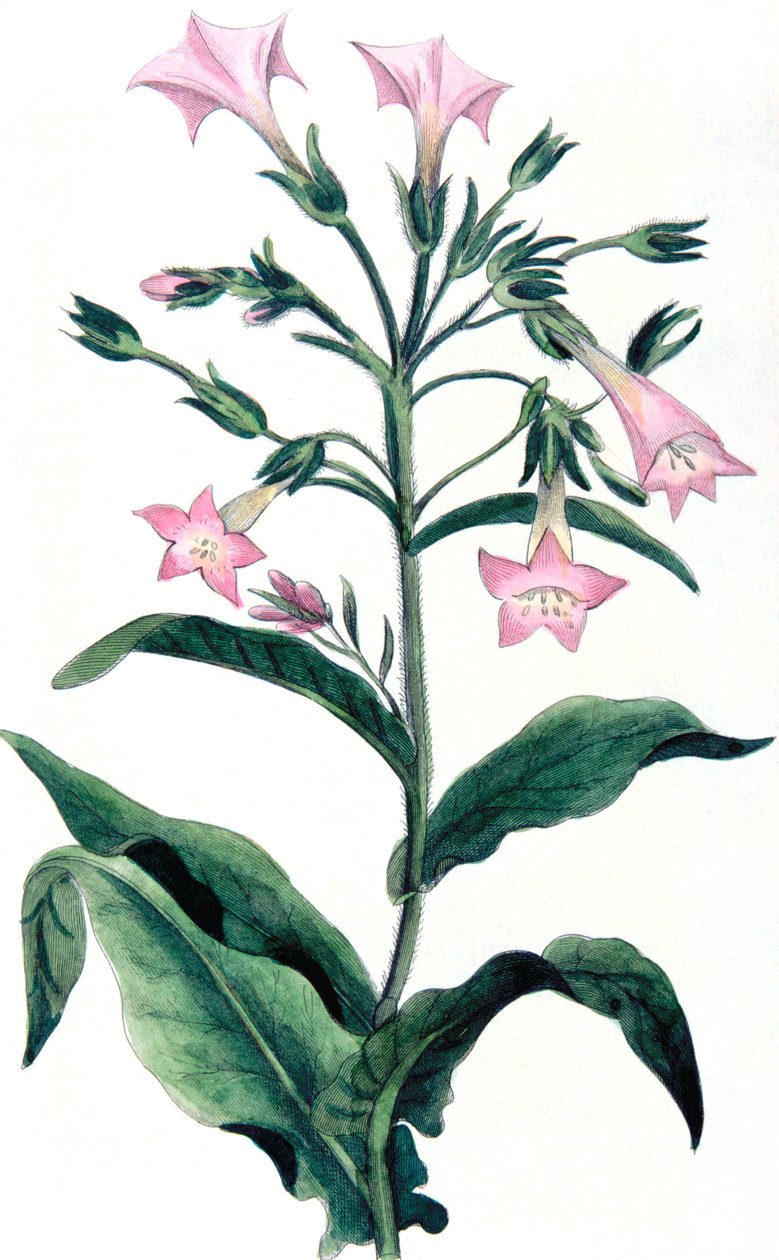 Nicotiana tabacum - Tabakpflanze, 1823 von Unbekannt
