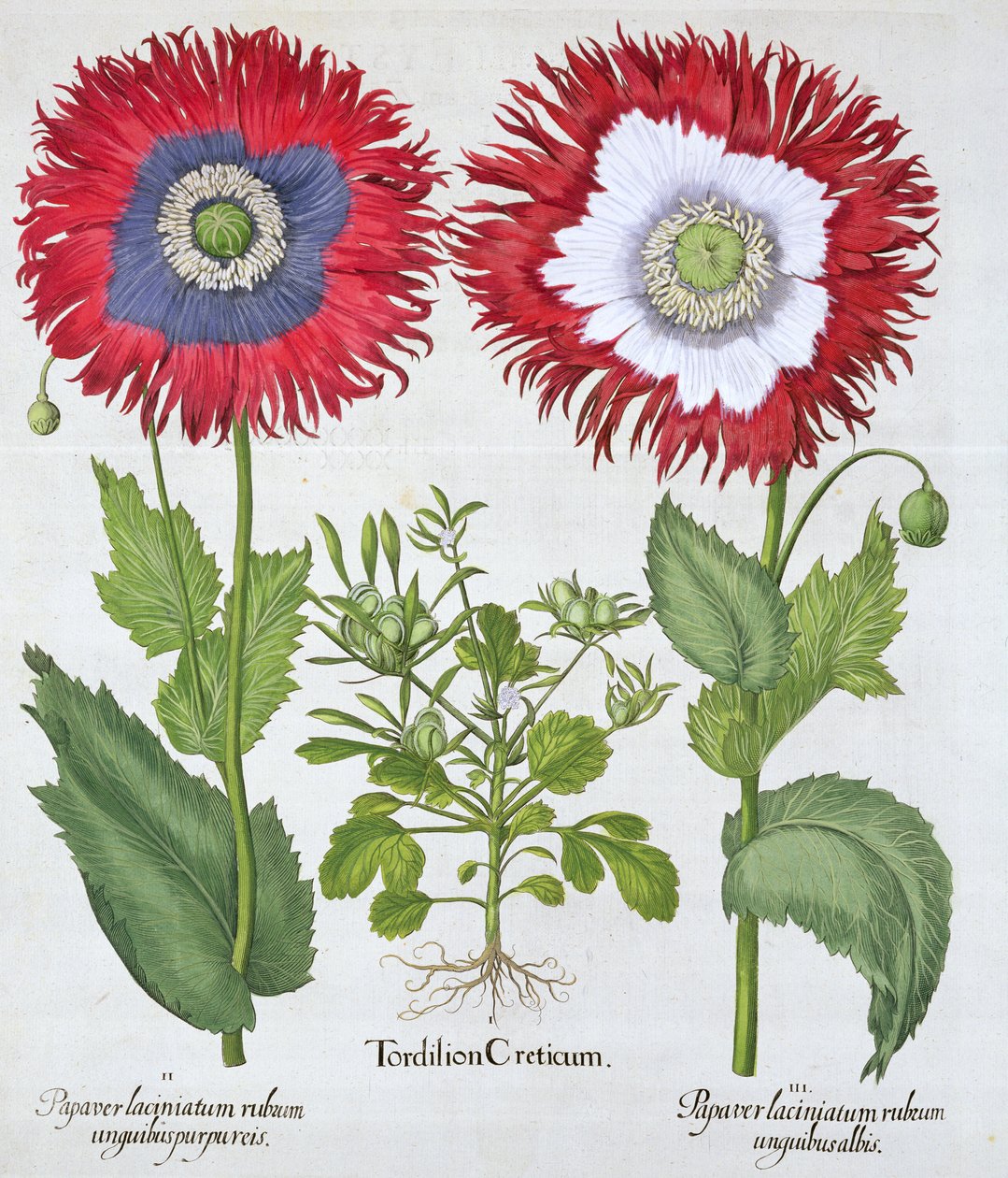 Ziermohn, 1613 von Unbekannt