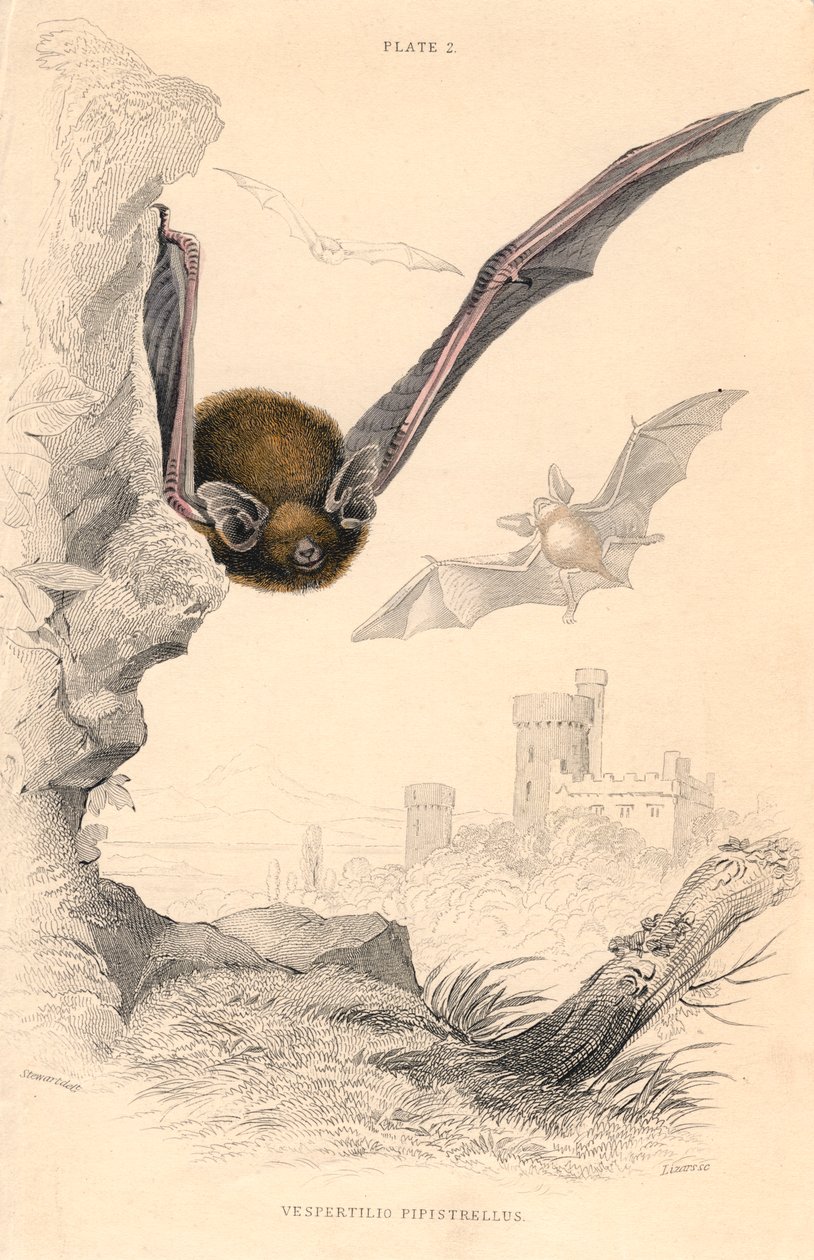 Zwergfledermaus Pipistrellus pipistrellus, 1828 von Unbekannt