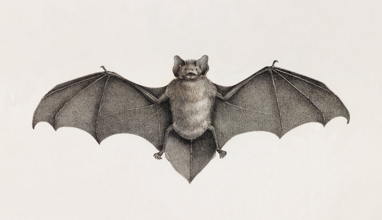 Pipitrelle-Fledermaus, Fledermäuse in Ägypten von Unbekannt