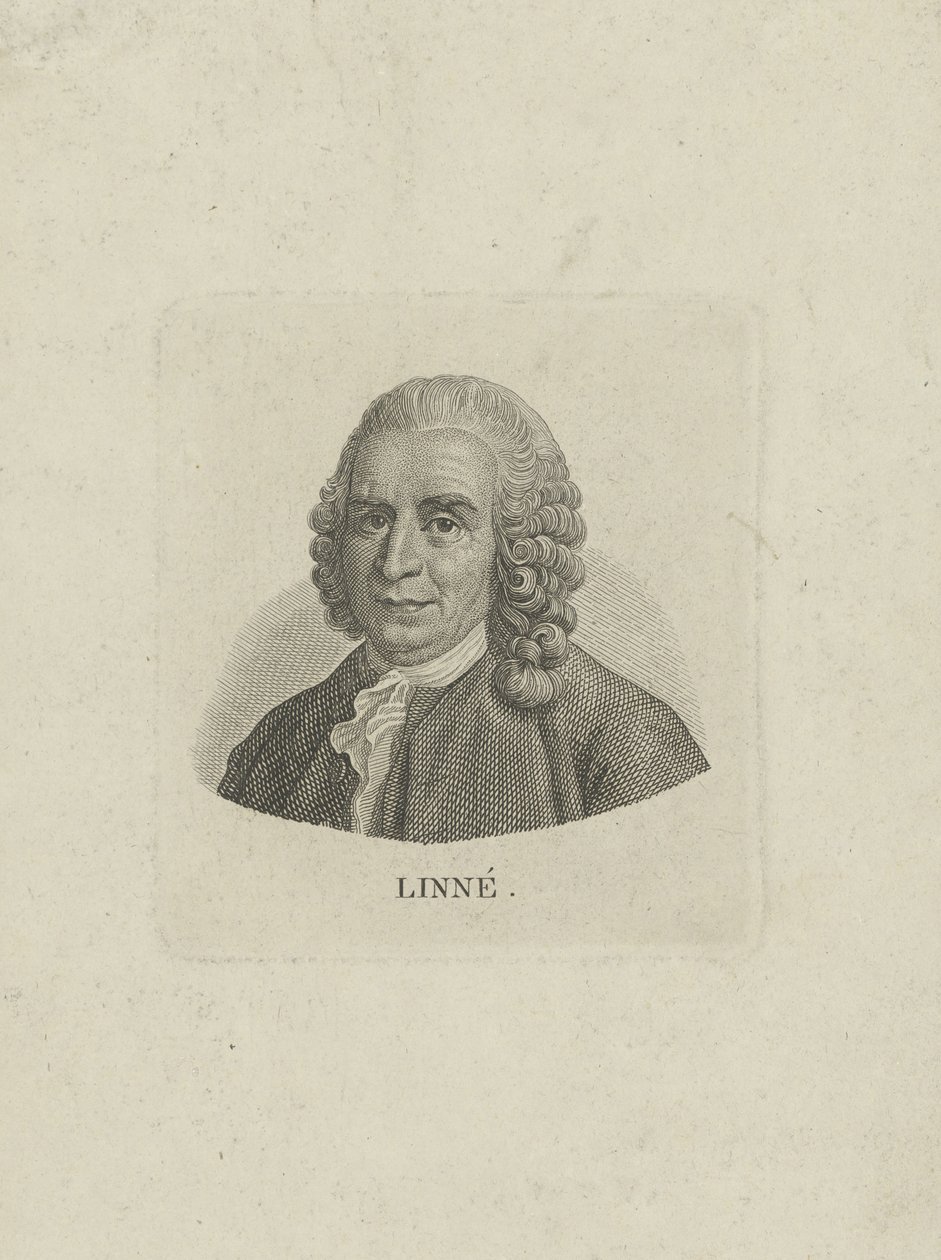 Porträt von Carl Linnaeus von Unbekannt
