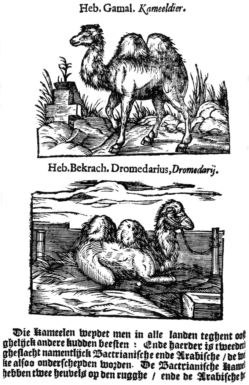Vor-binomial Klassifikation der Arten, 1644 von Unbekannt