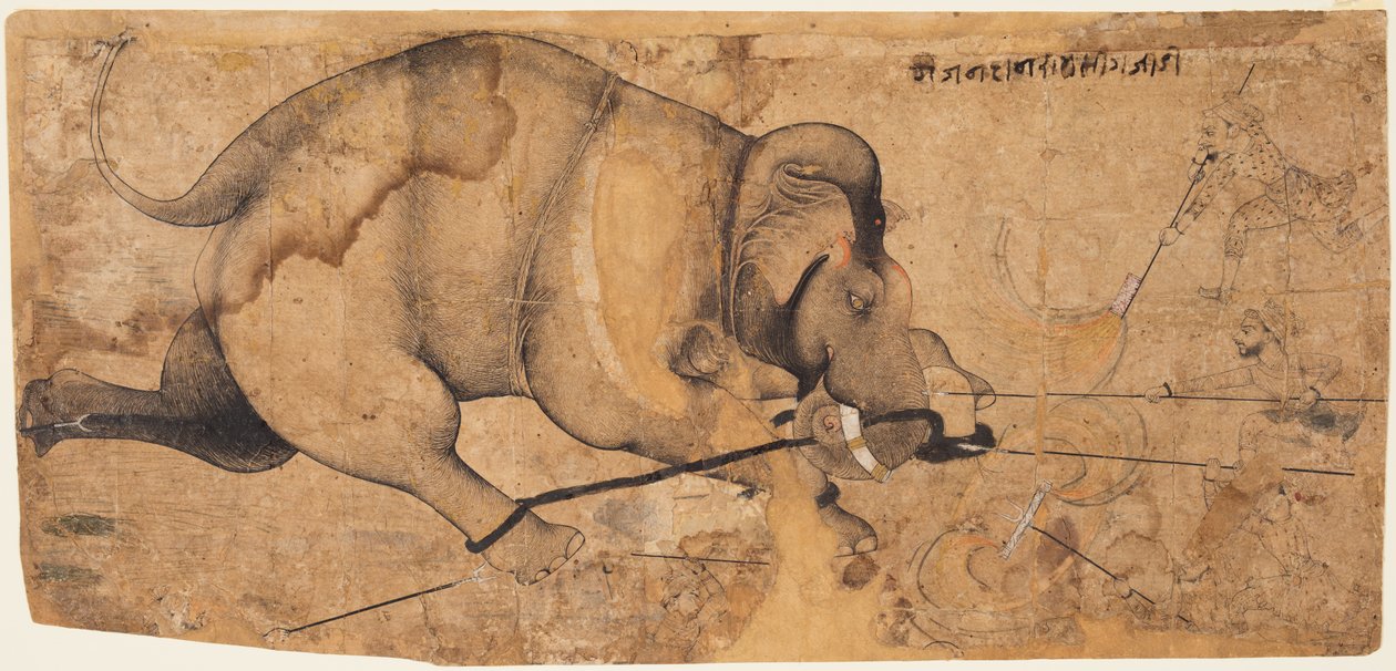 Der Elefant von Rao Ram Singh ist durchgedreht, ca. 1700 von Unbekannt