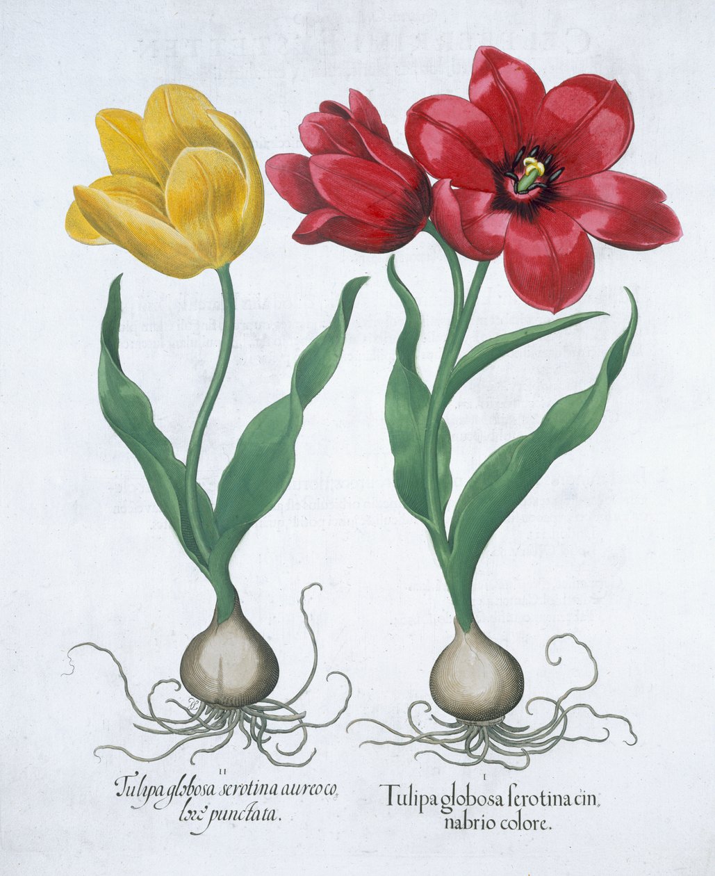 Rote und gelbe Tulpe, 1613 von Unbekannt
