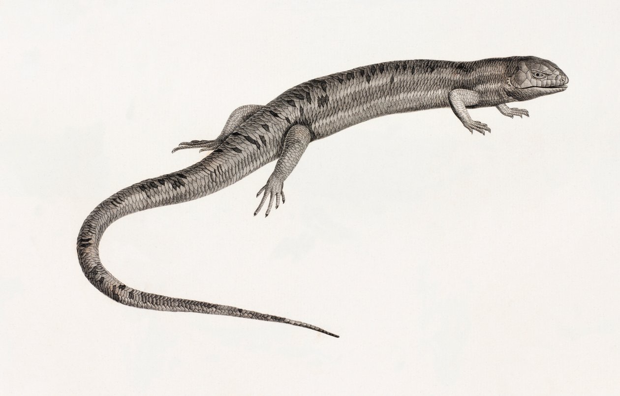 Reptilien: gigantische Anolis von Unbekannt