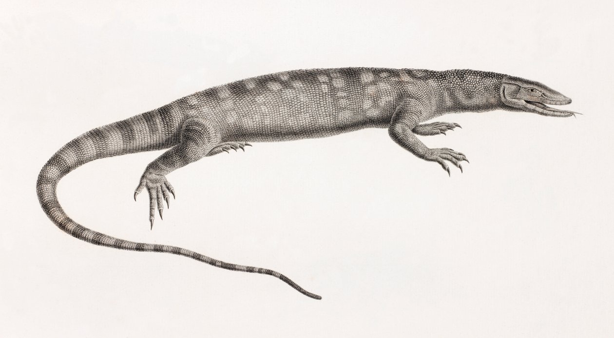 Reptilien: Ouaran von Forskal von Unbekannt