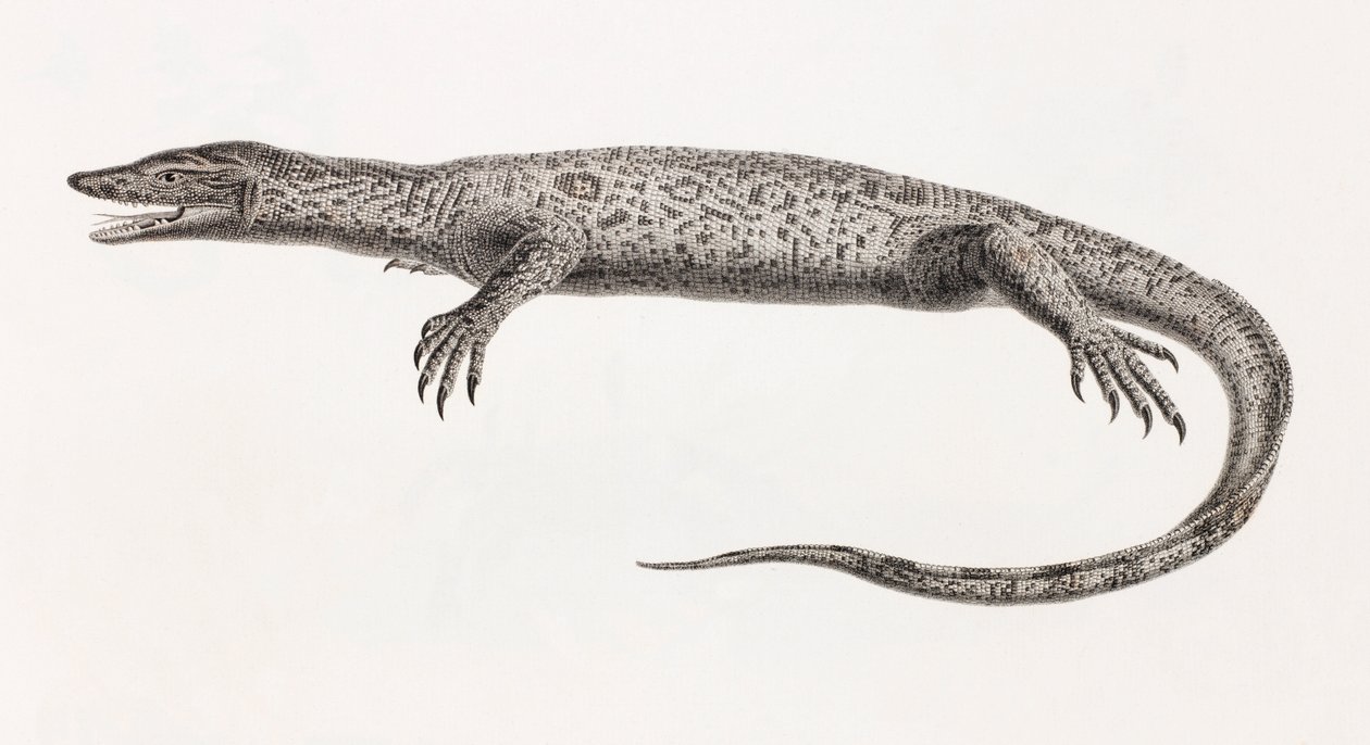 Reptilien: Tupinambis vom Nil von Unbekannt