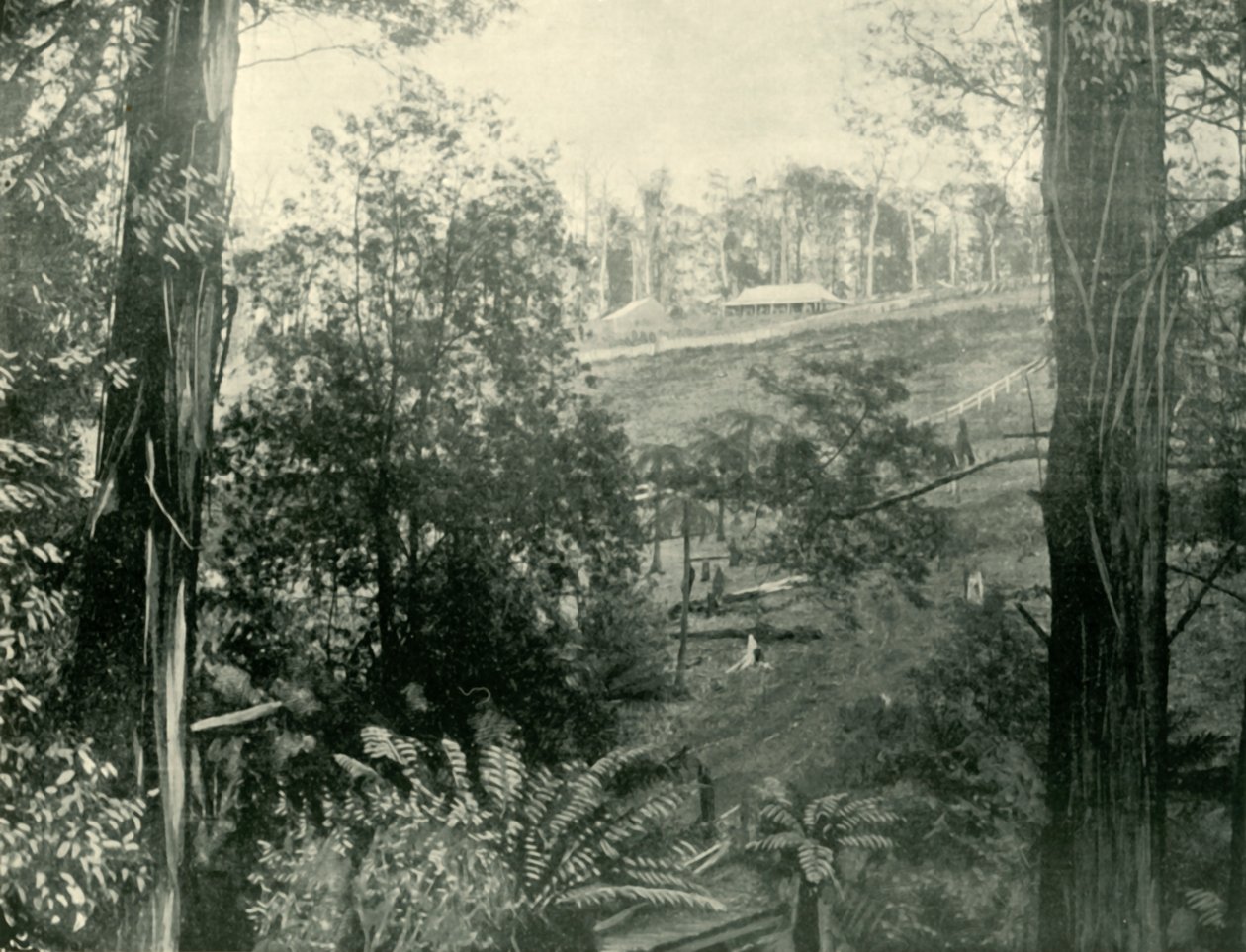 Szene in Upper Gembrook, Victoria, 1901 von Unbekannt