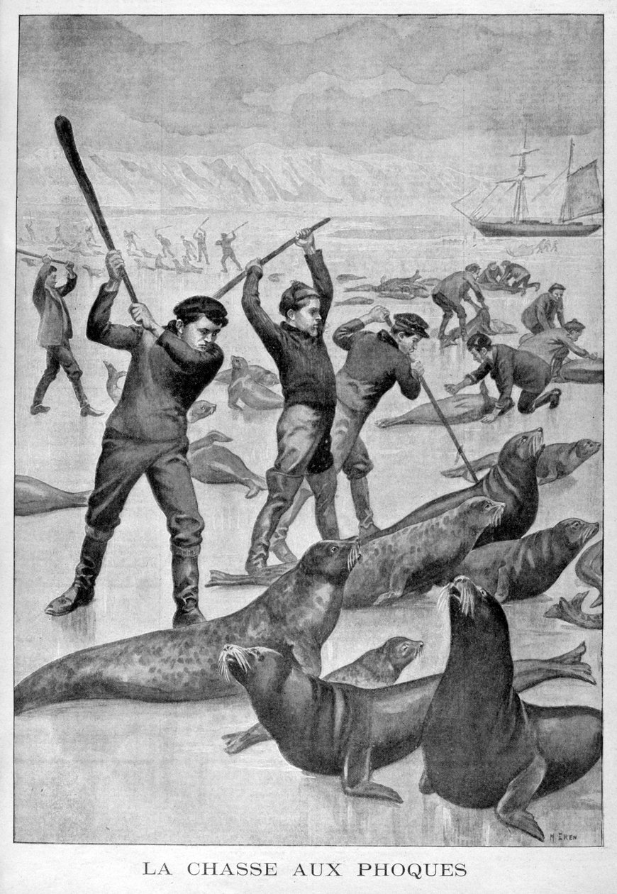 Robbenjagd, Neufundland, 1902 von Unbekannt