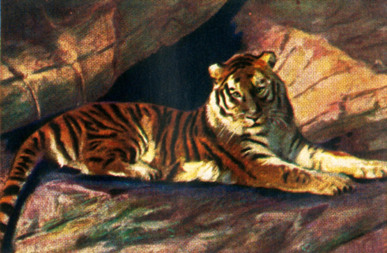 Sibirischer Tiger, ca. 1928 von Unbekannt