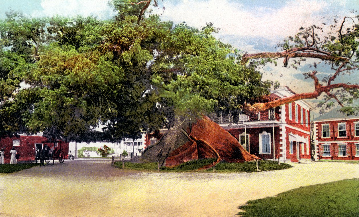 Seidenbaum, Nassau, New Providence, Bahamas, um 1900 von Unbekannt