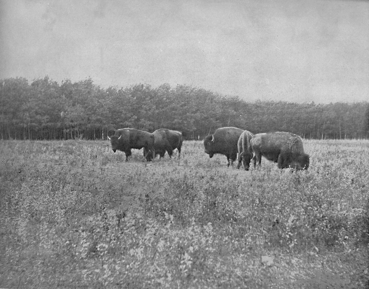 Silver Heights, Winnipeg, um 1897 von Unbekannt