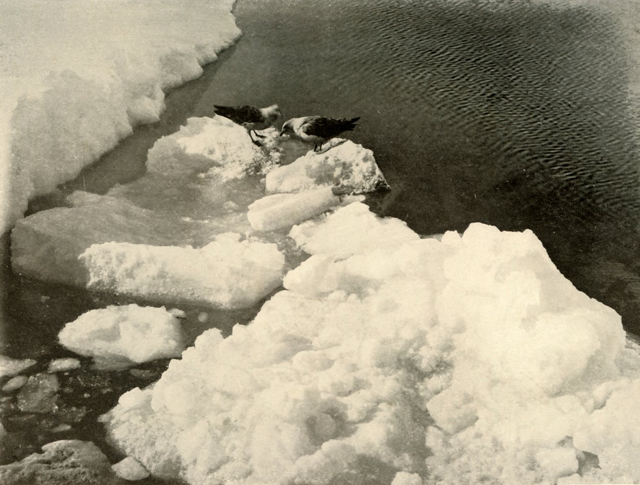Skua-Möwen am Eisrand, ca. 1908 von Unbekannt