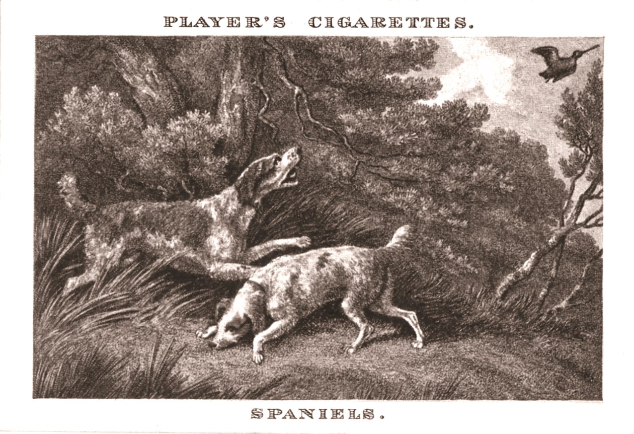 Spaniels, 1924 von Unbekannt