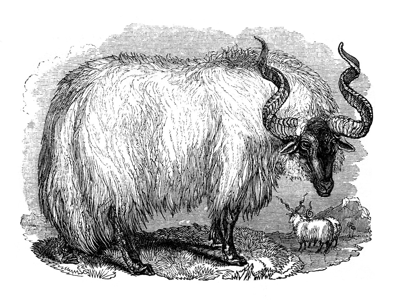 Spanische Schafe, 1848 von Unbekannt