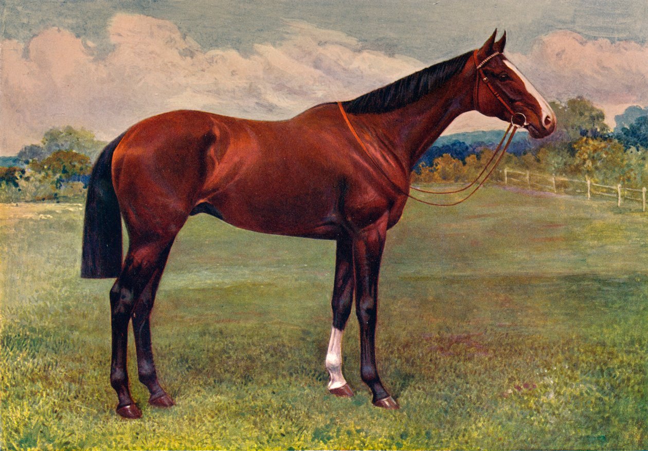 Pfefferminze, ca. 1905-1910 von Unbekannt