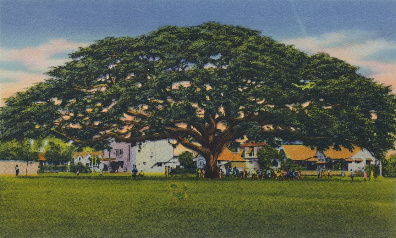 Samoanischer Baum in Trinidad, B.W.I., ca. 1940er von Unbekannt