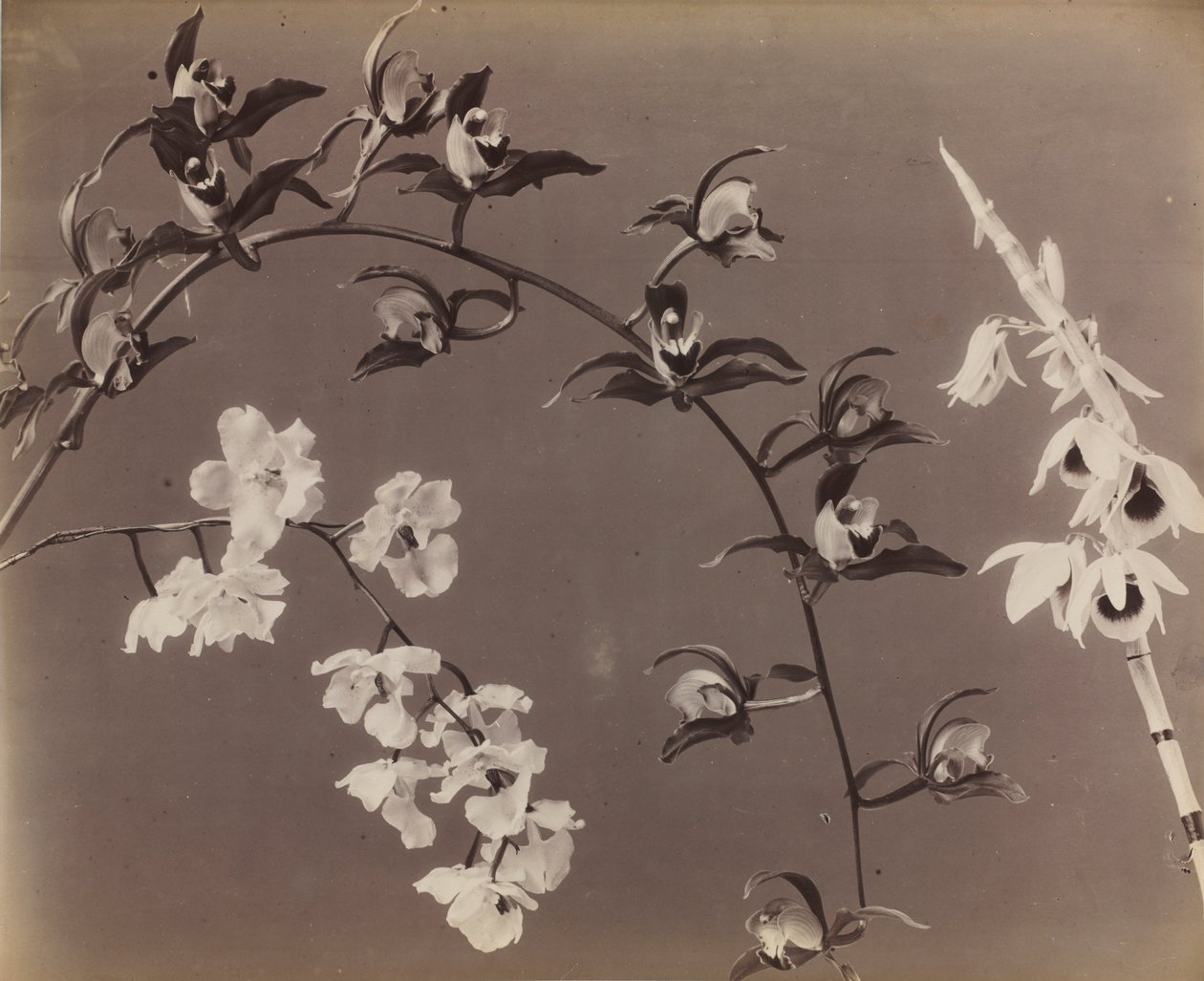 Studie von Orchideen von Unbekannt