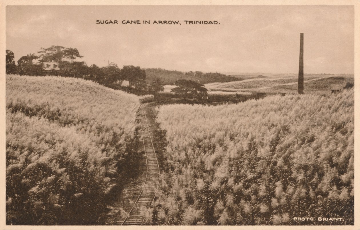 Zuckerrohr in Arrow Trinidad, um 1900 von Unbekannt