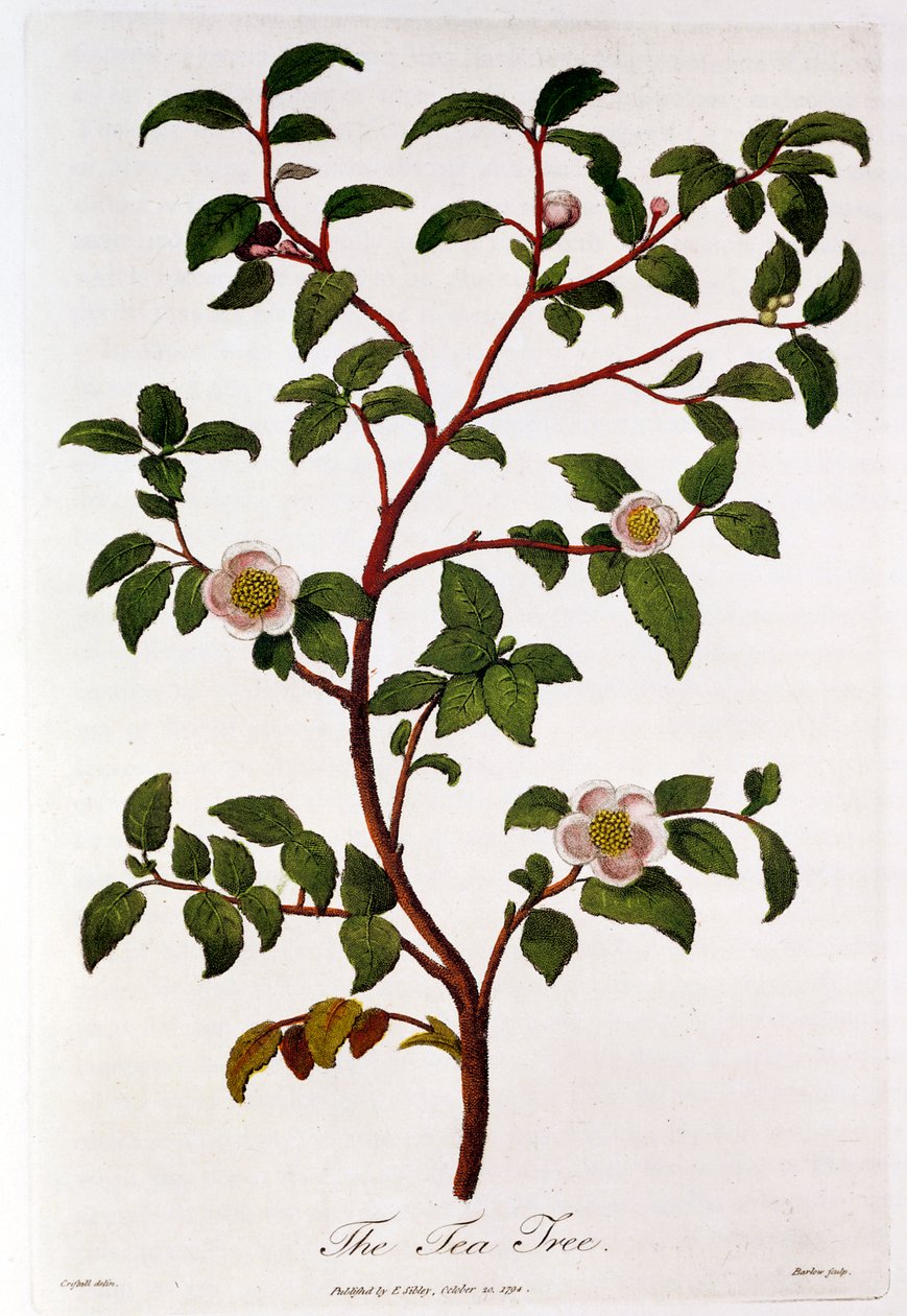Tee: Zweig von Camellia sinensis, 1798 von Unbekannt
