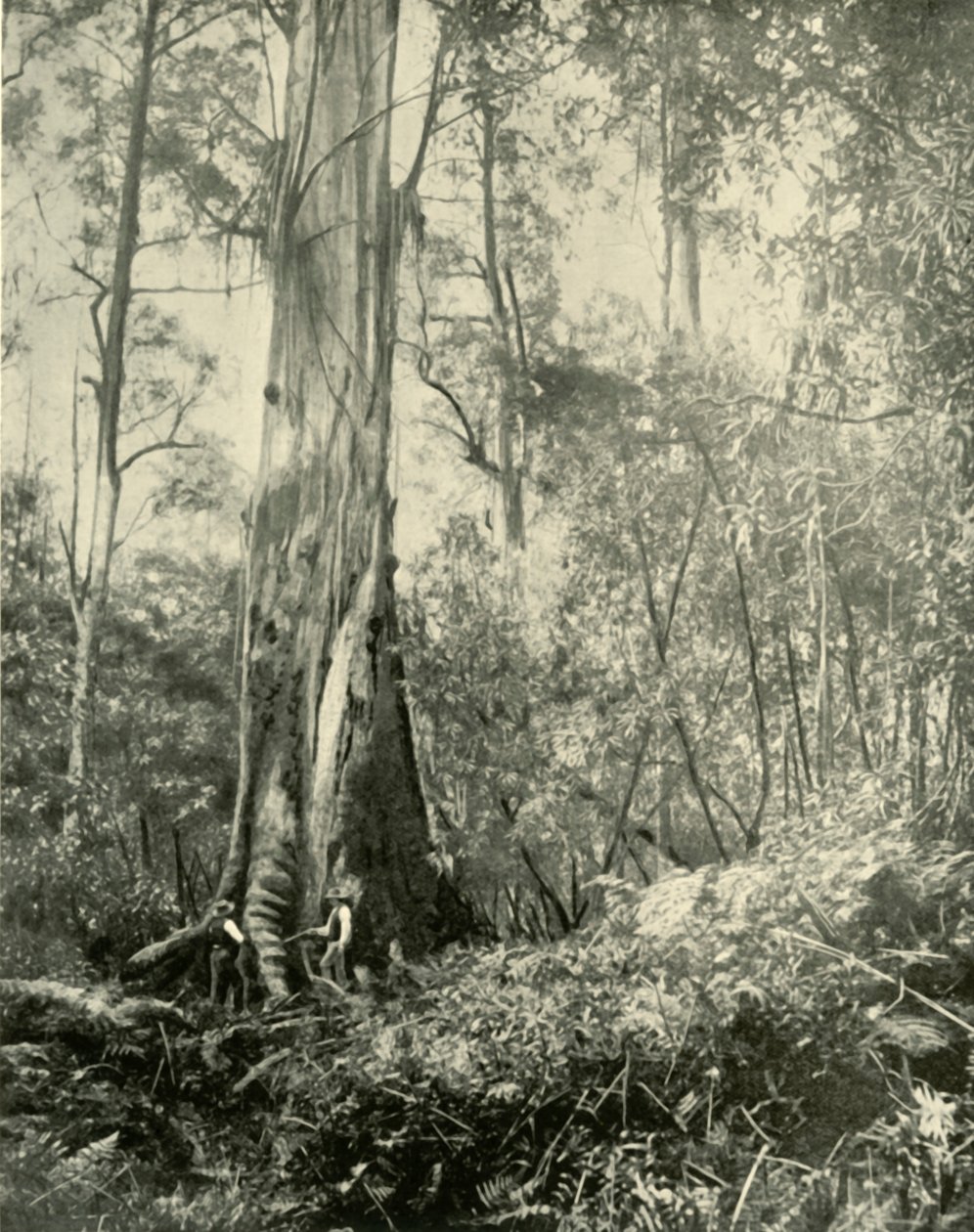 Der Baron, ein bekannter hoher Baum, 1901 von Unbekannt