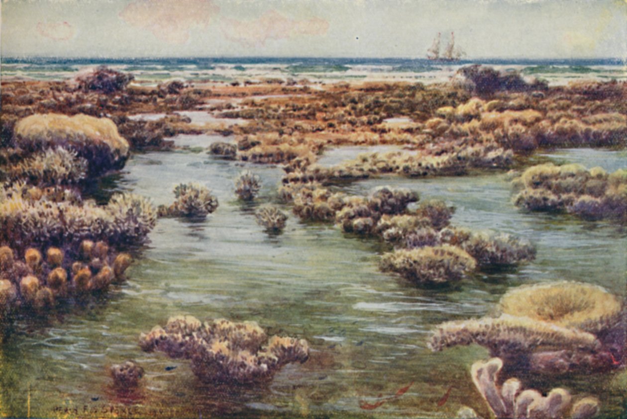 Das Great Barrier Reef, 1923 von Unbekannt