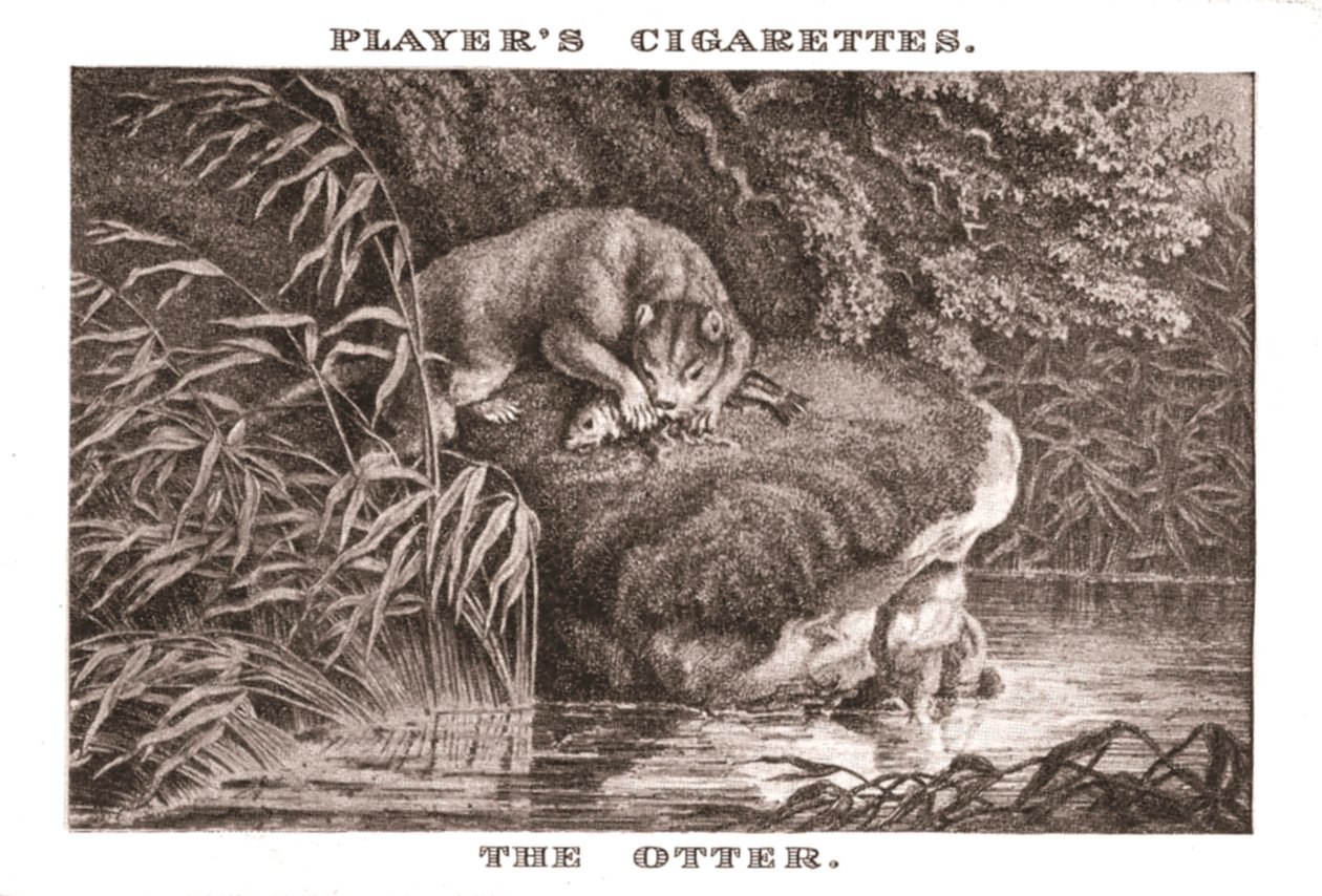 Der Otter von Unbekannt