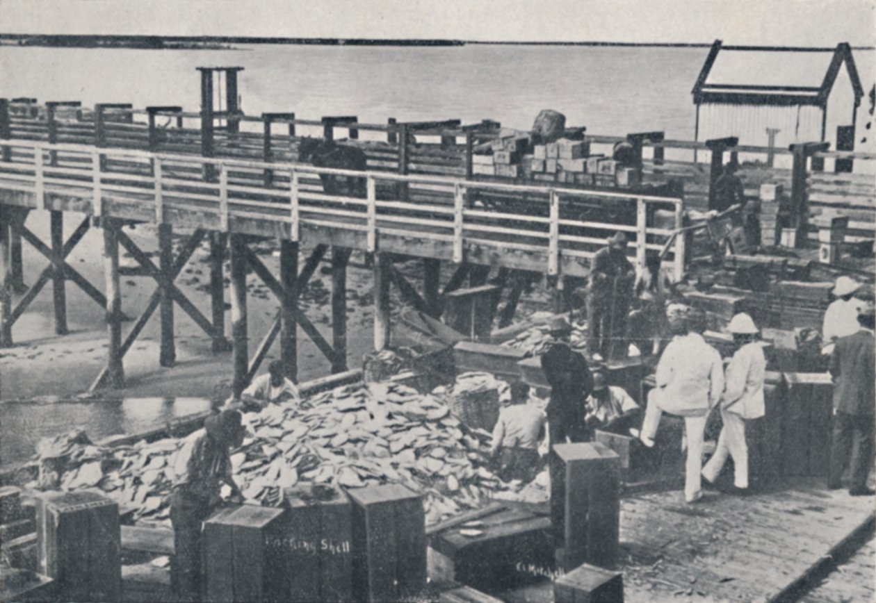 Die Perlenfischerei - Verpackung der Muscheln, 1923 von Unbekannt