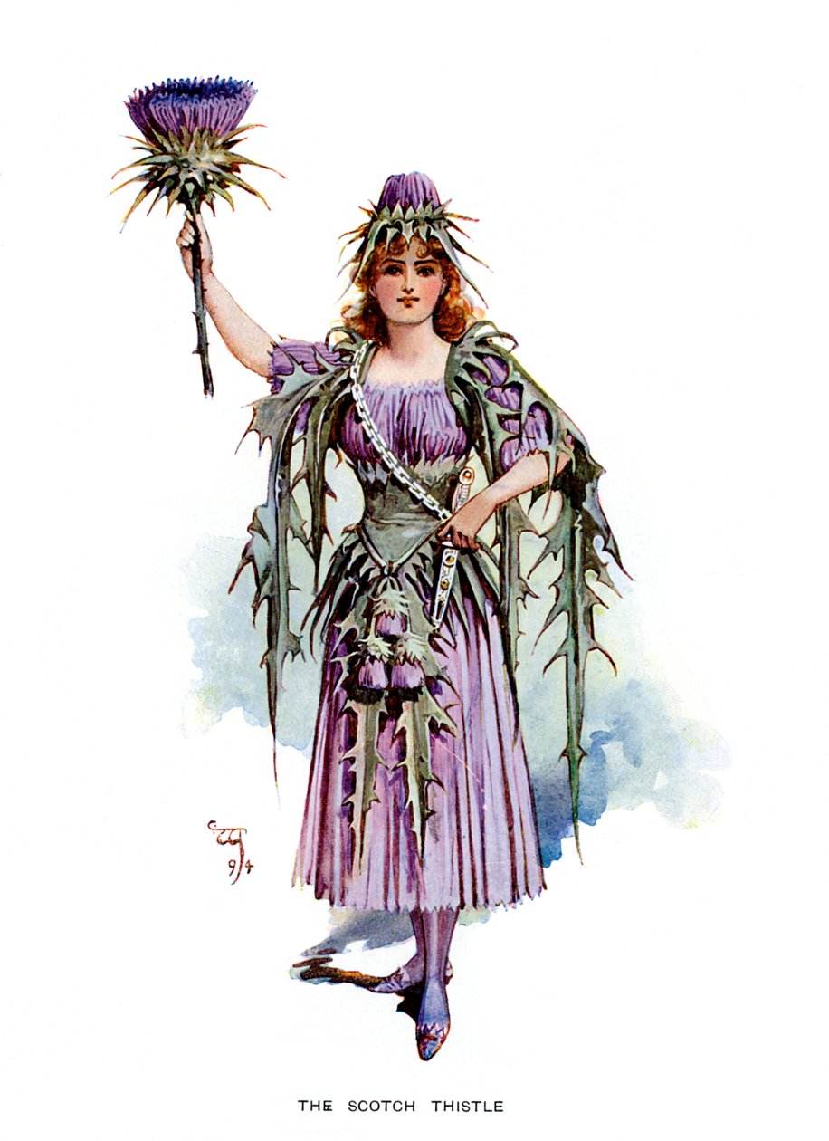 Die schottische Distel, 1899 von Unbekannt