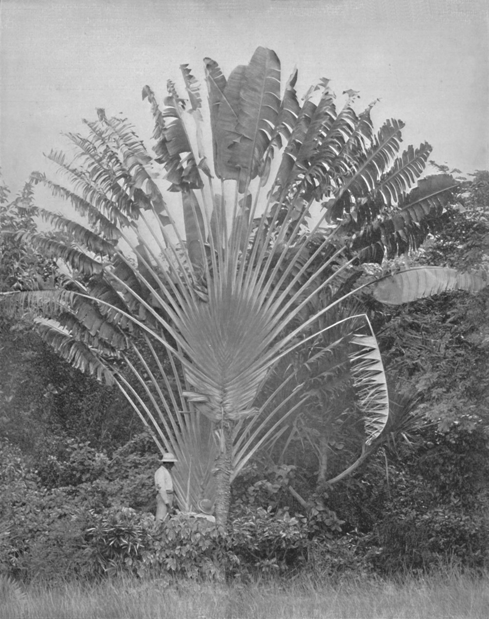 Die Reisepalme, 19. Jahrhundert von Unbekannt