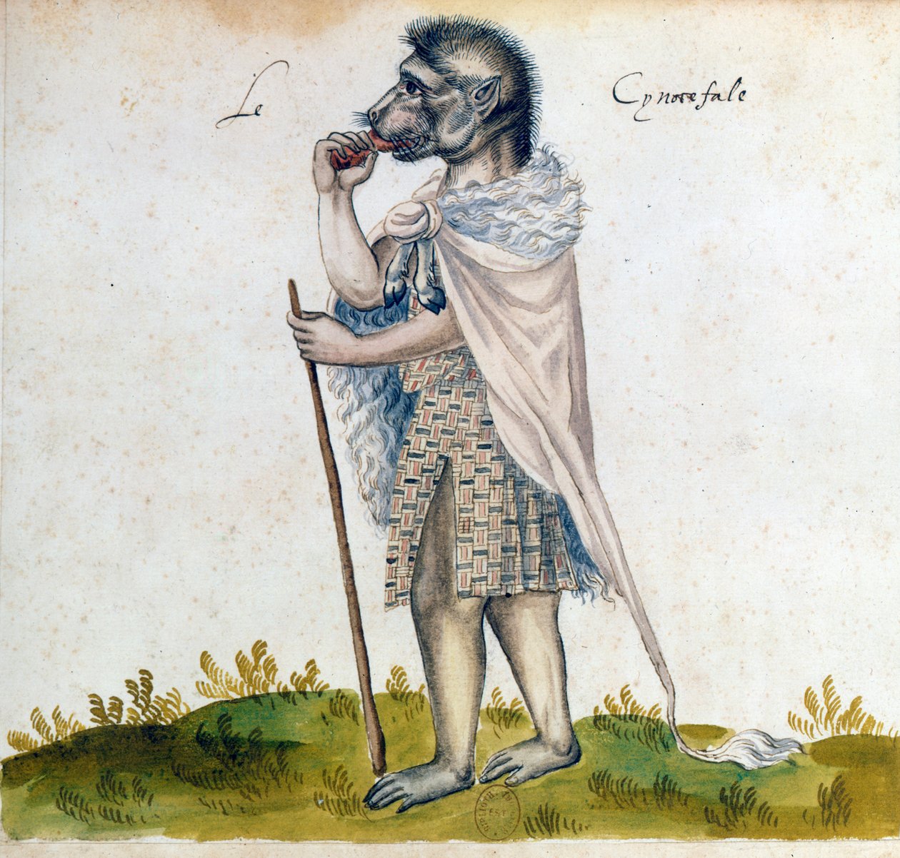 Der Cynoscephalus, 15. Jahrhundert von Unbekannt