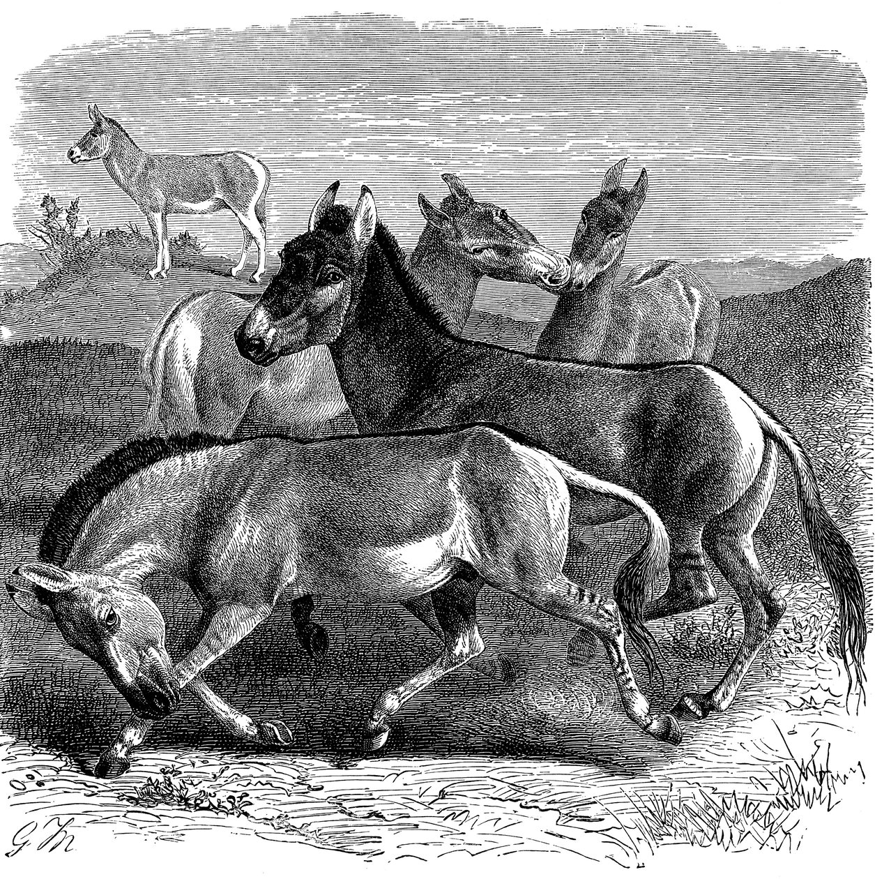 Tibetischer Wildesel oder Kiang, 1893 von Unbekannt