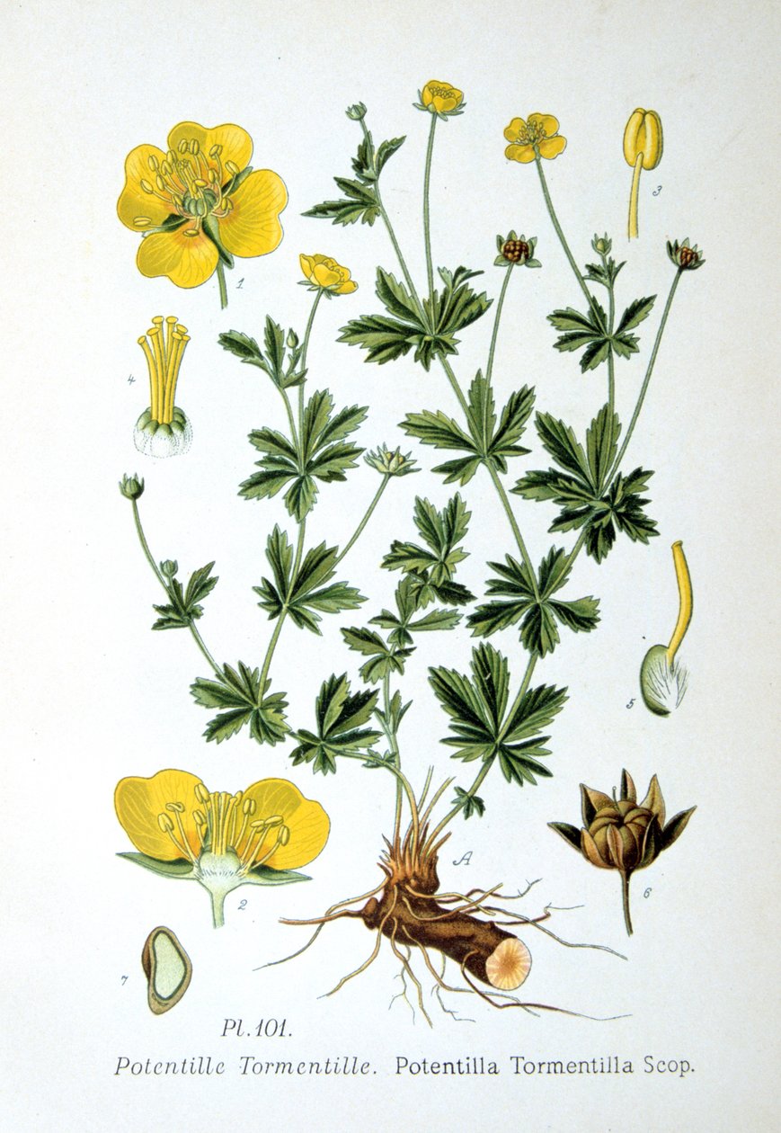 Tormentil von Unbekannt