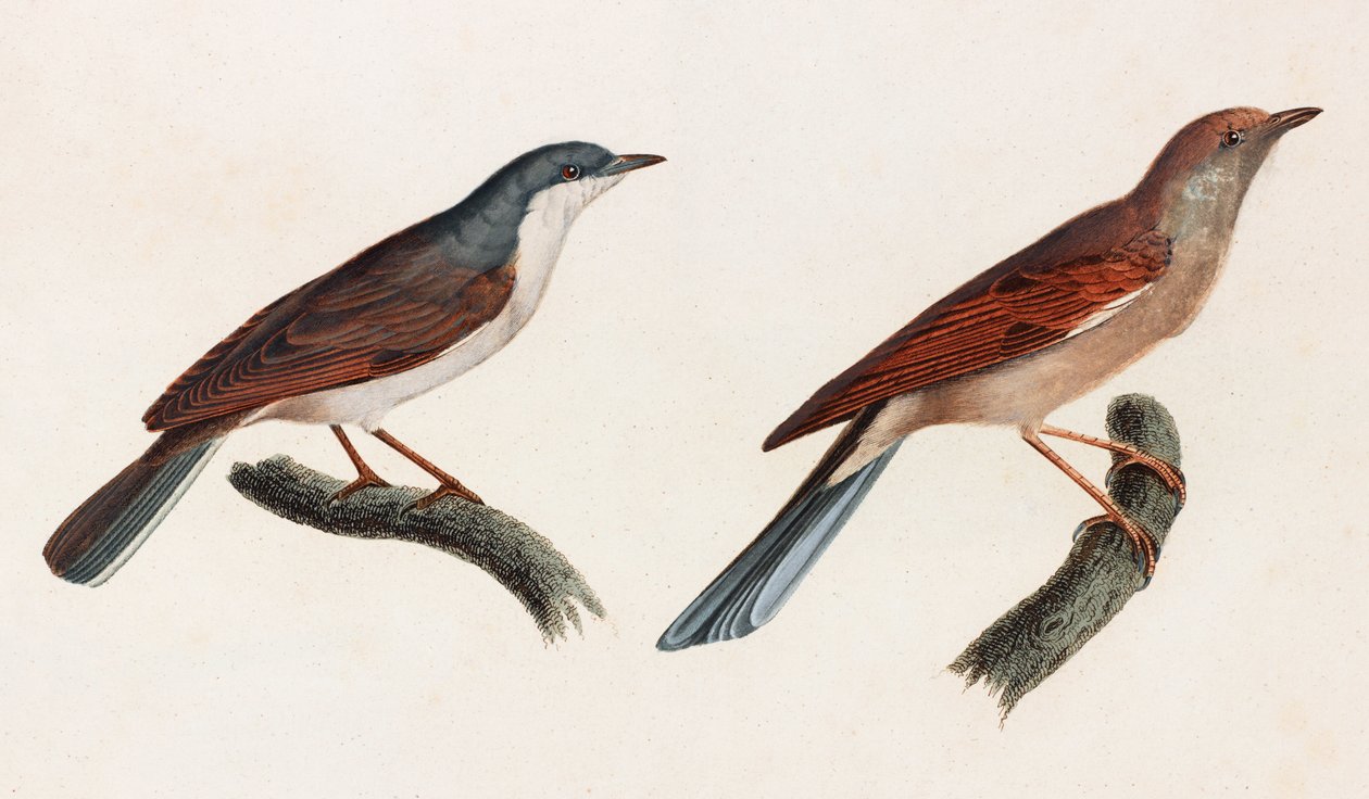Zwei Farbillustrationen von Vögeln von Unbekannt