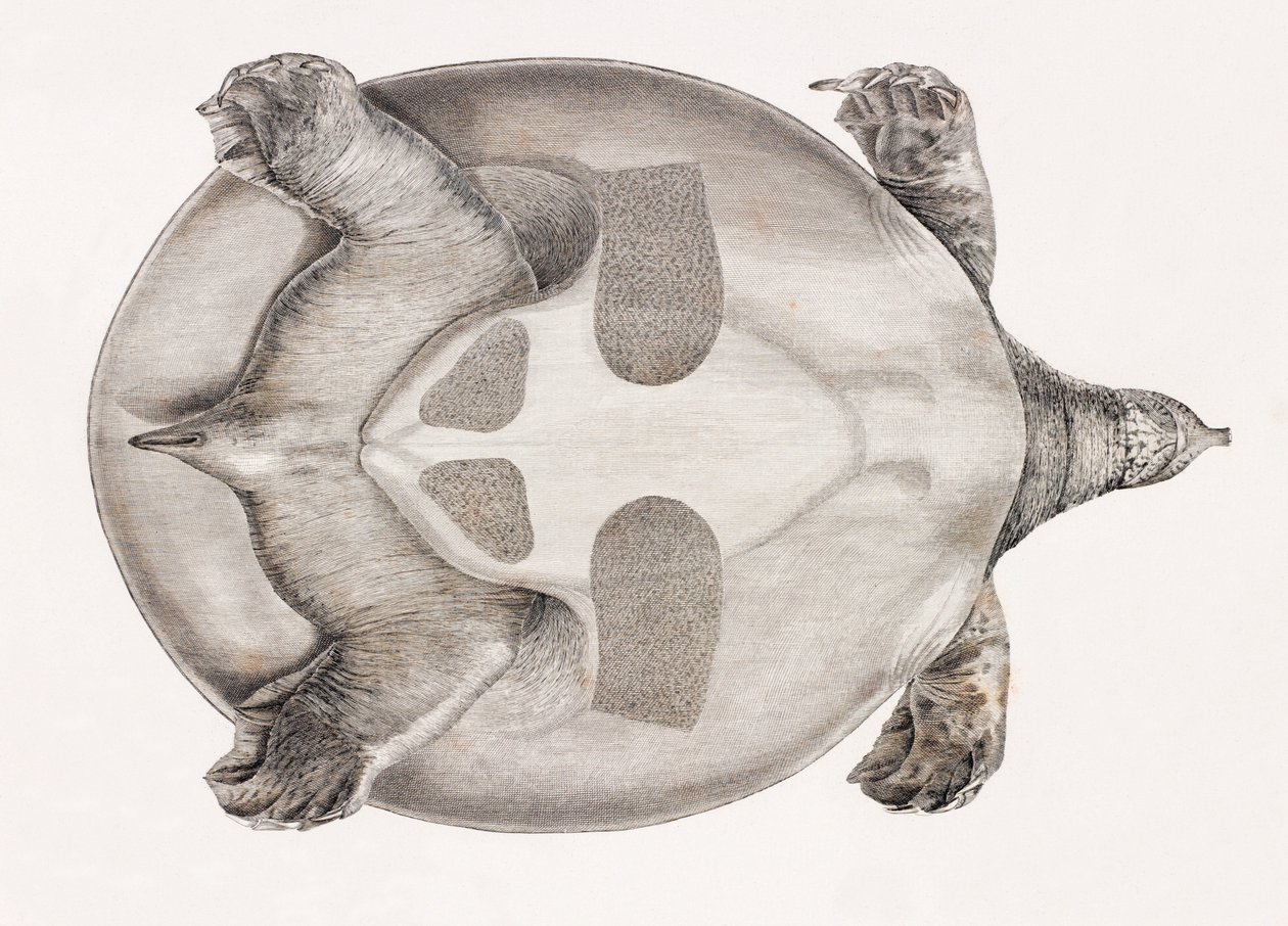 Ansicht von unten einer Schildkröte von Unbekannt