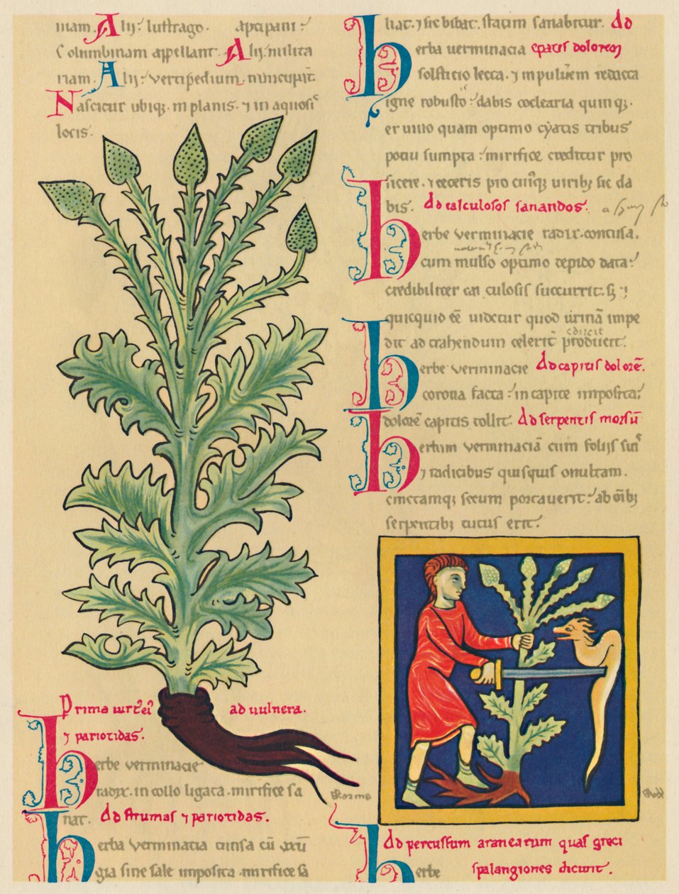 Eisenkraut, 1947 von Unbekannt