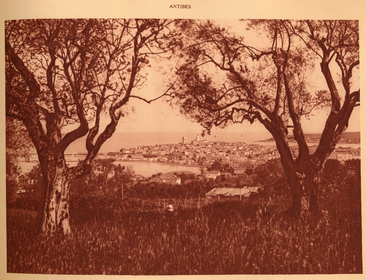 Blick durch die Olivenbäume auf Antibes, 1930 von Unbekannt