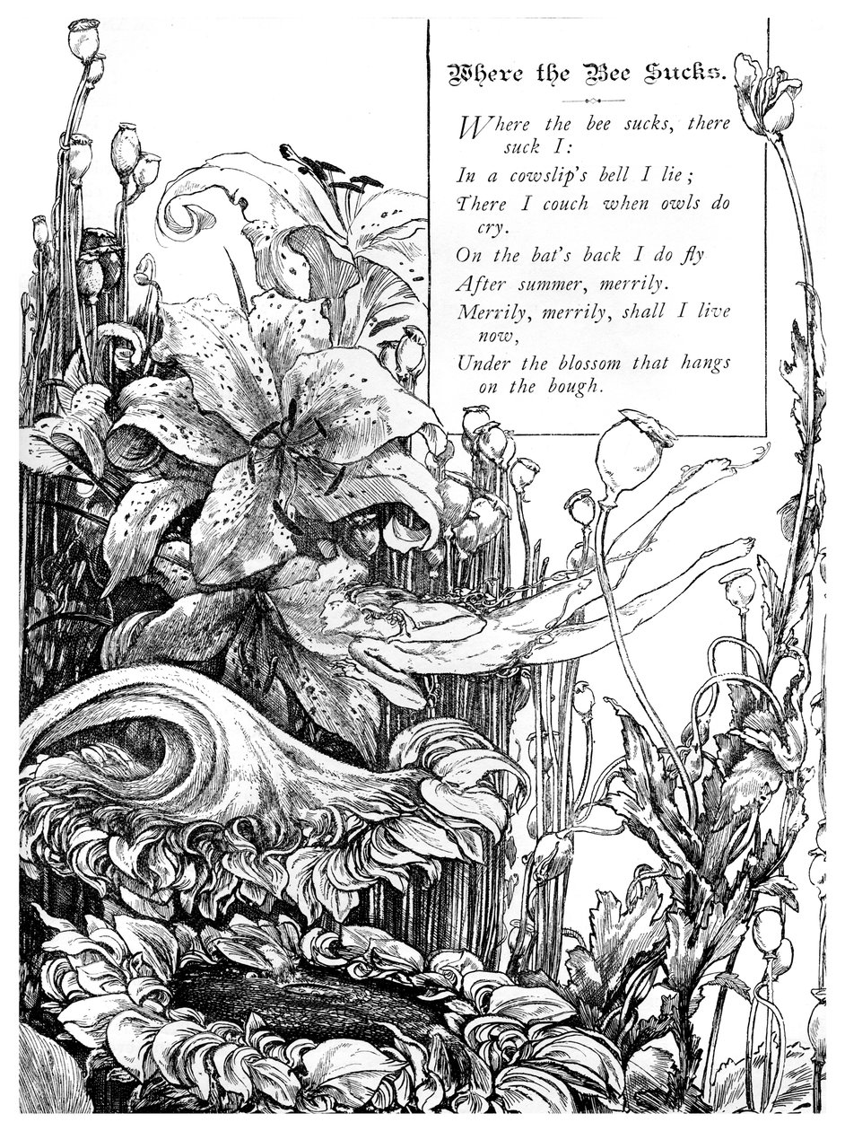 Wo die Biene saugt, 1895 von Unbekannt