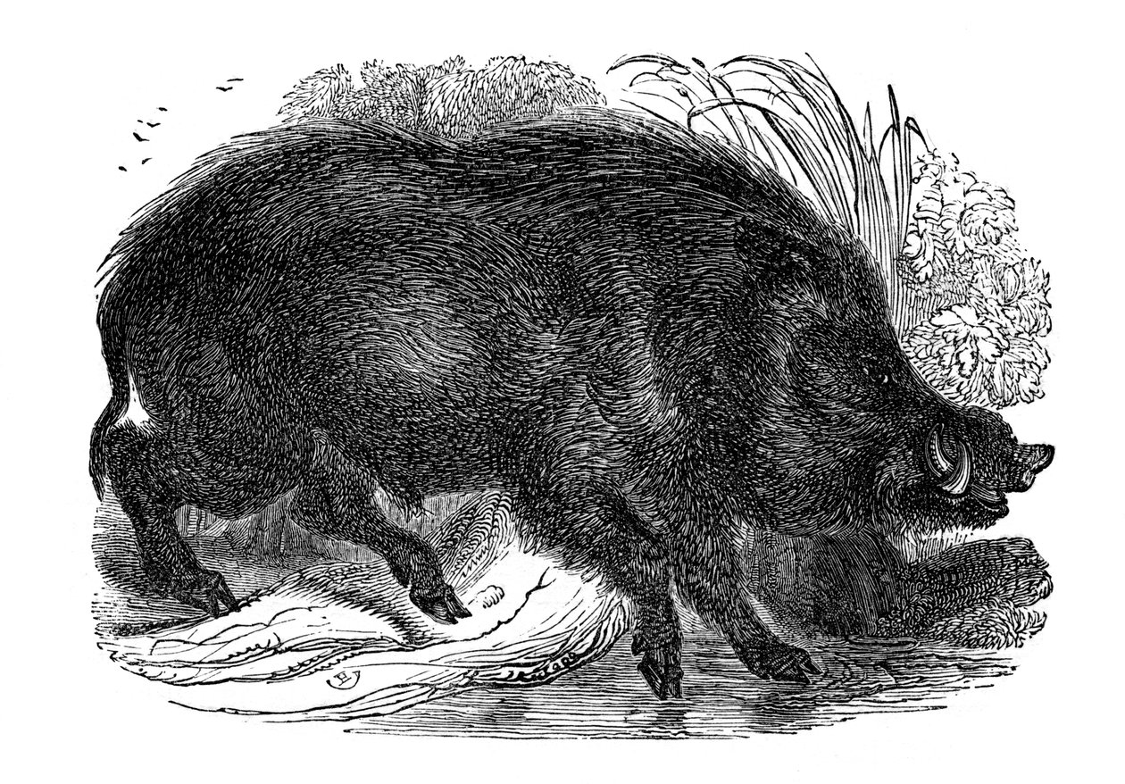 Wildschwein von Unbekannt