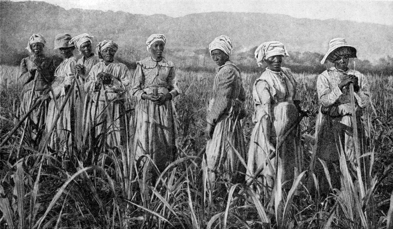 Frauen pflegen junge Zuckerrohrpflanzen in Jamaika, 1922 von Unbekannt