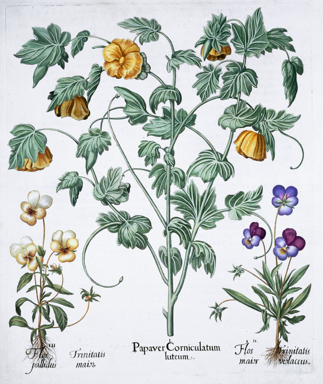 Gelber Hornmohn, 1613 von Unbekannt