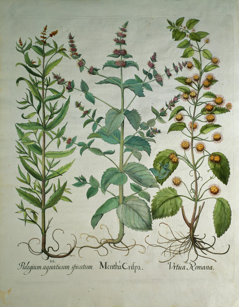 Minze: Mentha crispa von Unbekannt Unbekannt