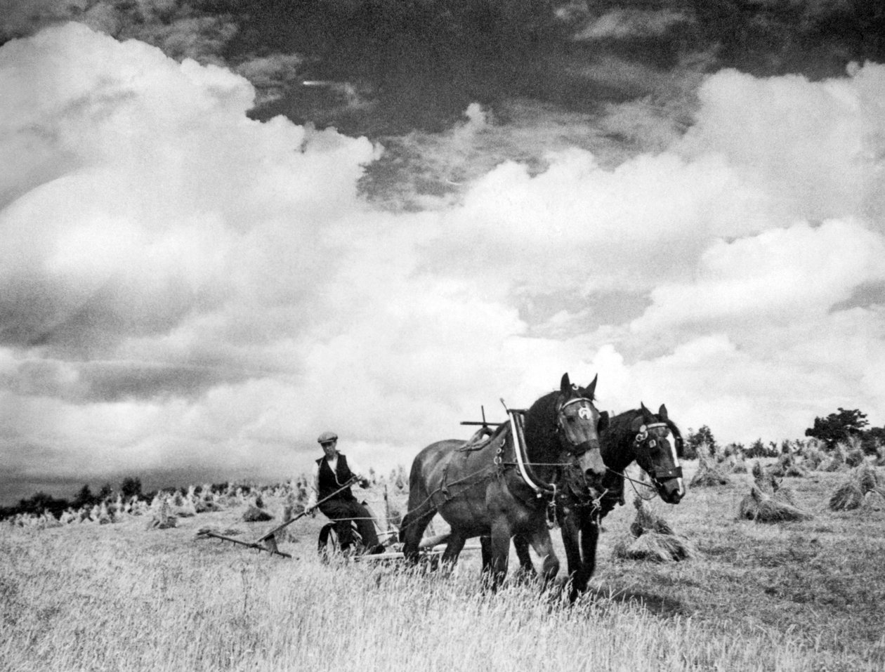 Ernte von irischem Roggengras, 1940 von Unbekannt Unbekannt