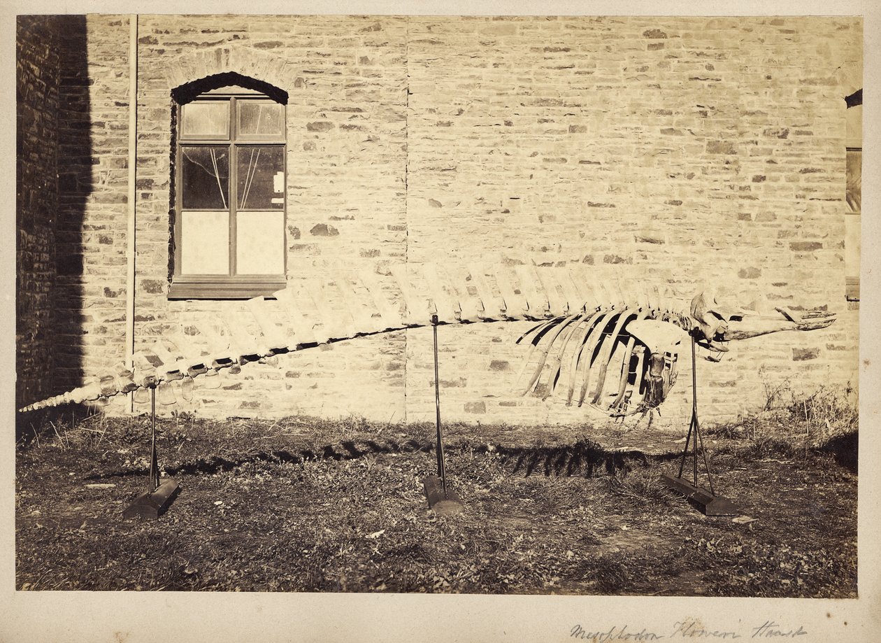 Mesoplodon Floweri Haast, späte 1870er Jahre von Unbekannt Unbekannt