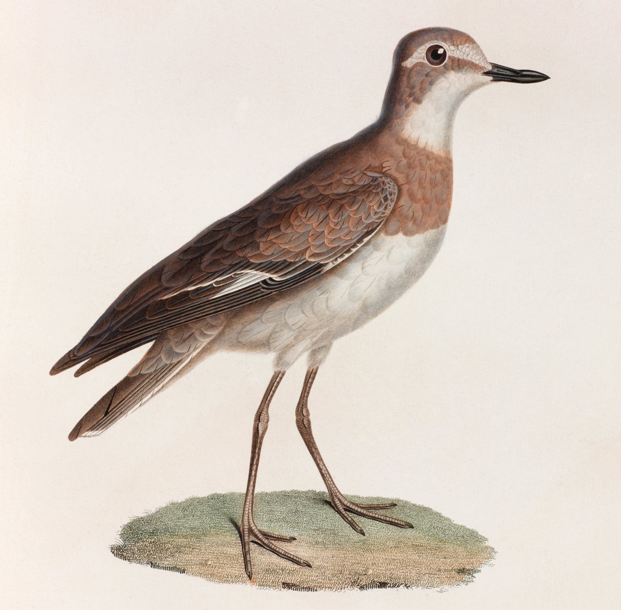 Farbillustration eines Vogels von Unbekannt