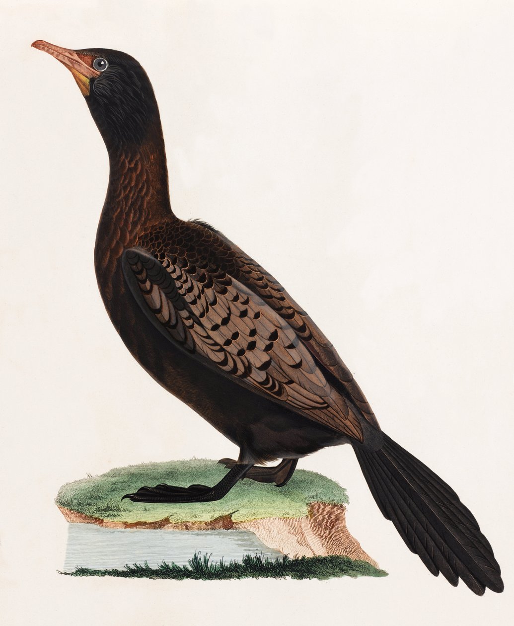 Eine Farbabbildung eines Vogels von Unbekannt
