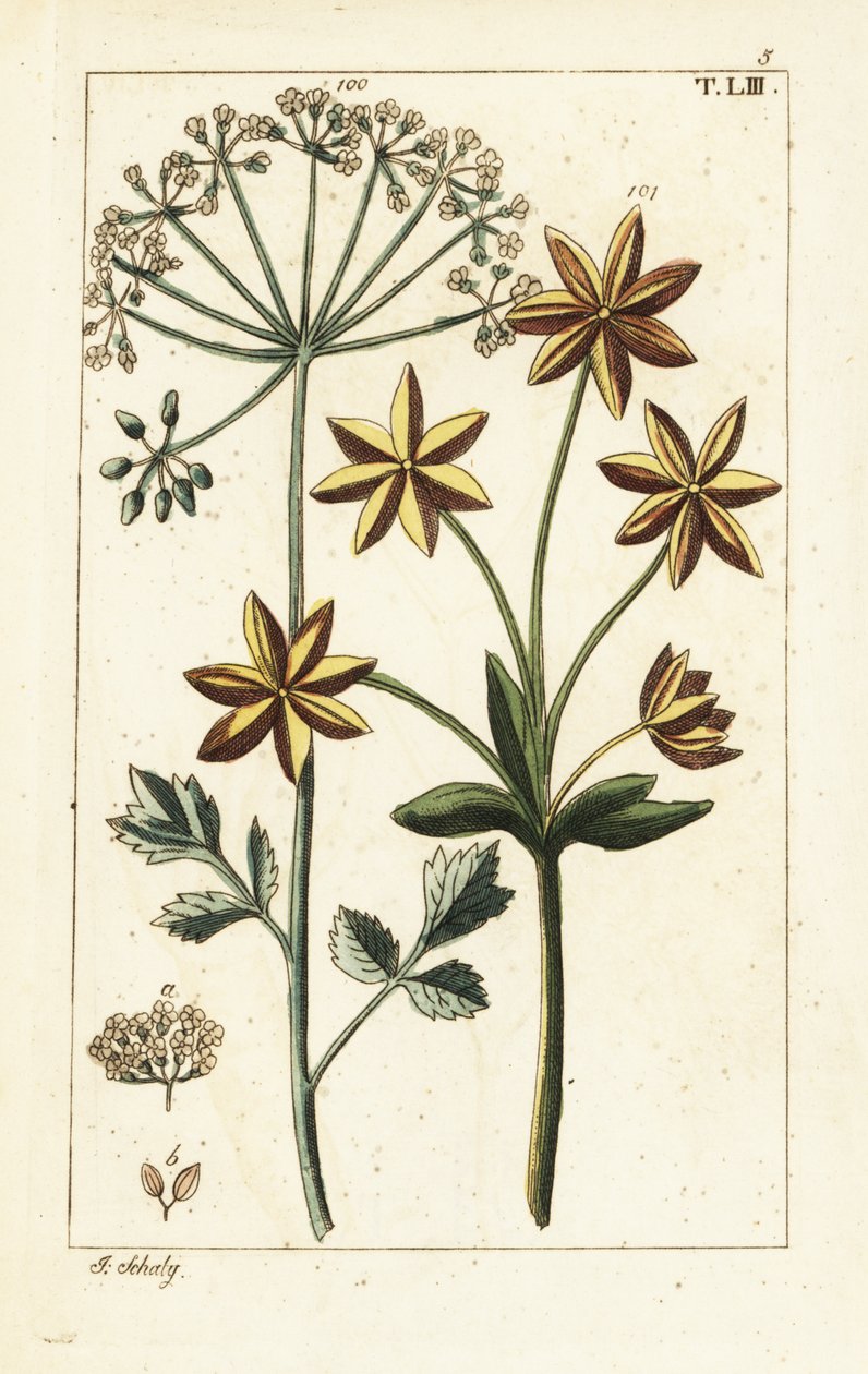 Anis oder Anissamen, Pimpinella anisum von Unbekannter Künstler