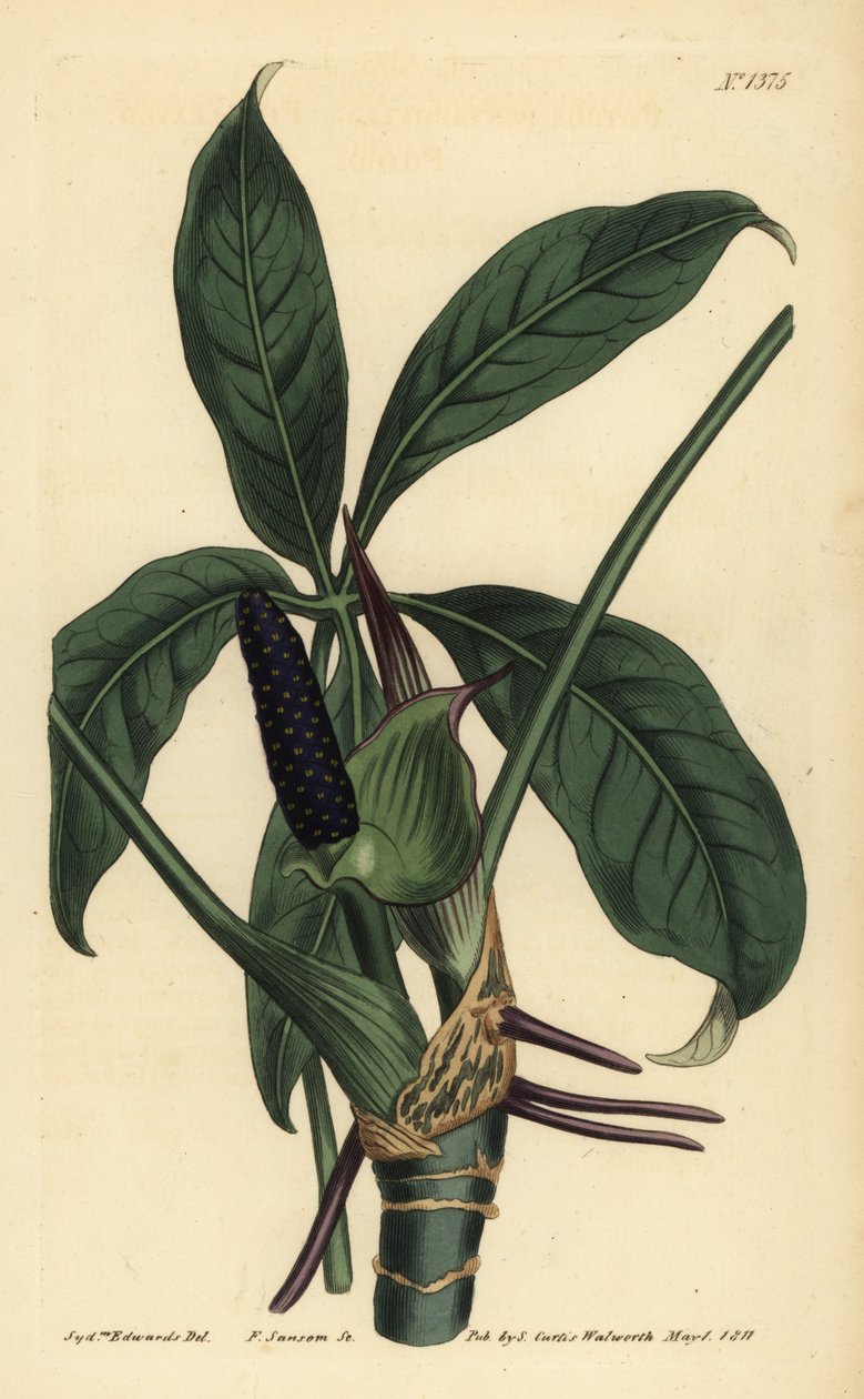 Anthurium palmatum (Fünfblättriger Pothos, Pothos pentaphylla) von Unbekannt
