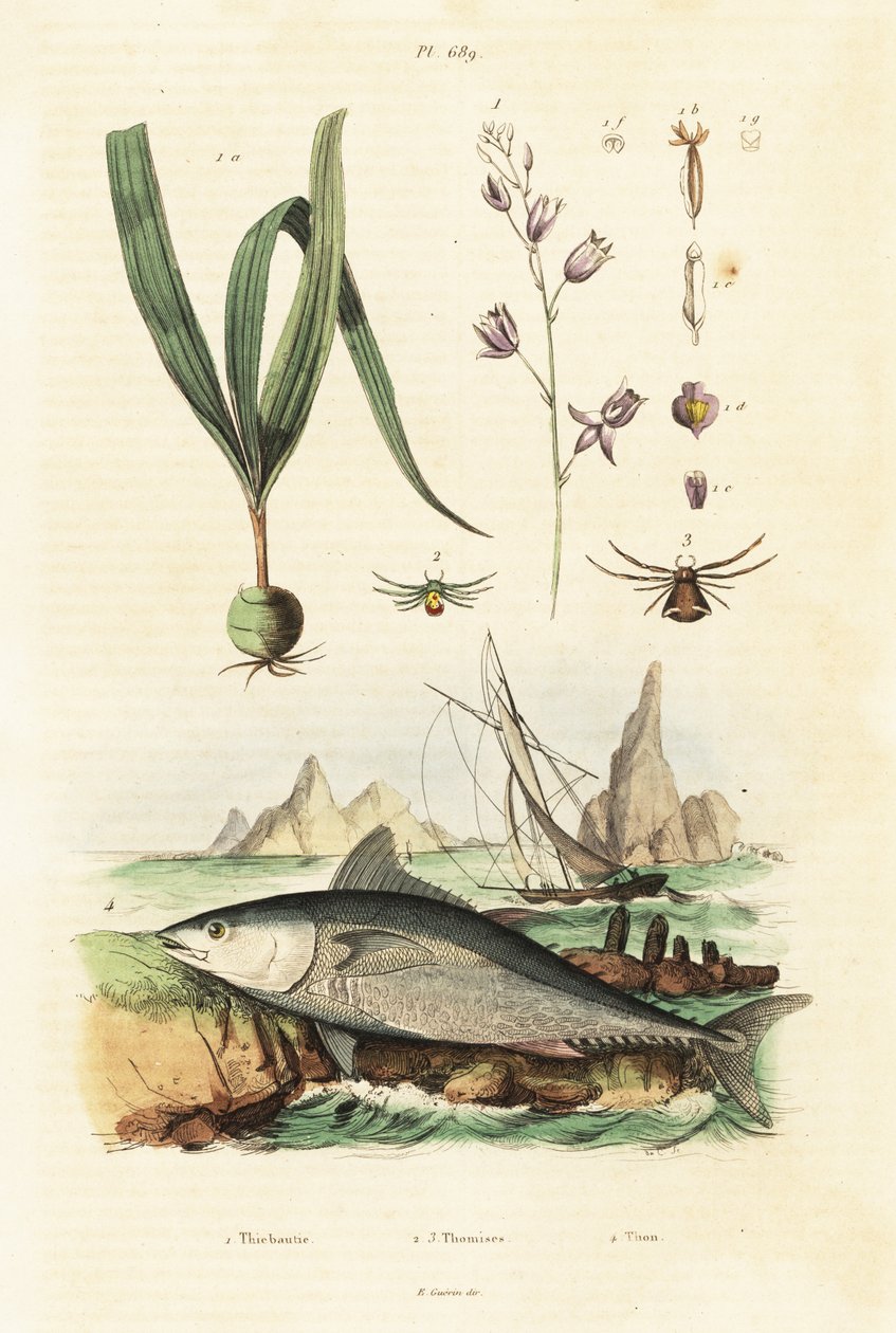 Atlantischer Blauflossenthun und Belitia-Orchidee von Unbekannter Künstler